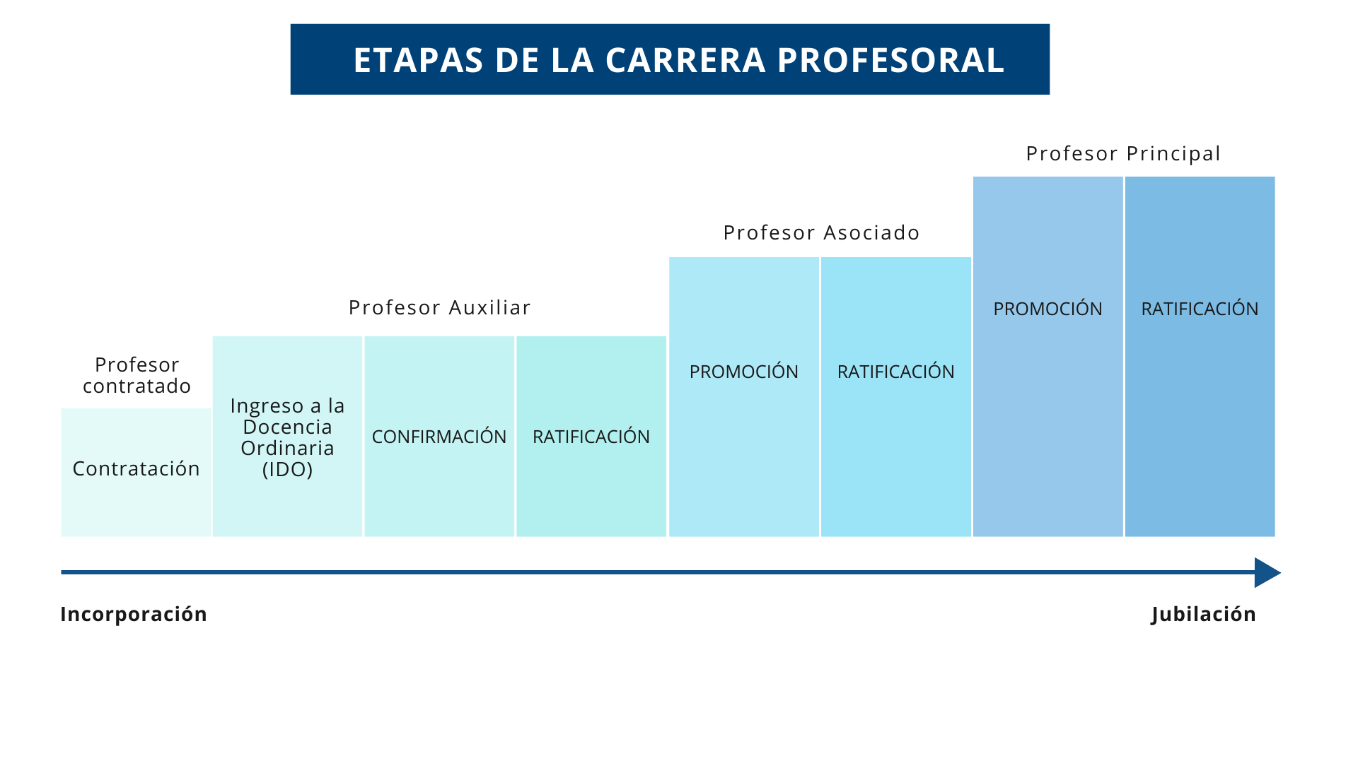 Etapas de la carrera profesional docencia universitaria